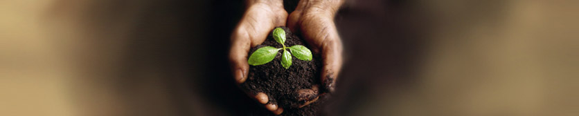 hands in dirt long2