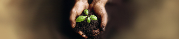 hands in dirt